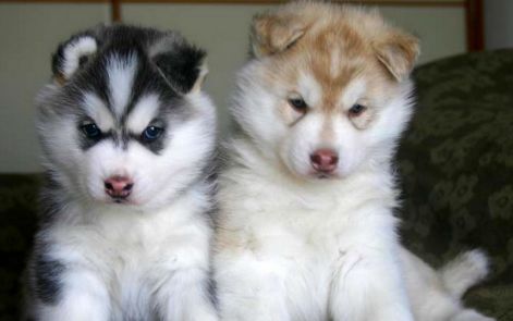 baby_-siberian-husky-puppies.jpg