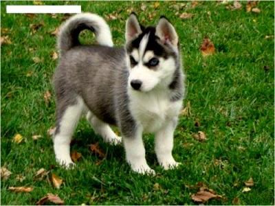 free-to-good-home-siberian-husky-puppies--4d91114183e048e1cb76.jpg